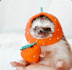 Image of Kason Lindquist